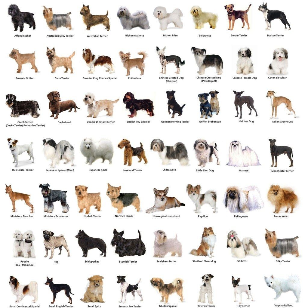 varios tipos de raças de cães